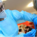 OMS alerta por la enorme desigualdad en la distribución de vacunas contra el coronavirus