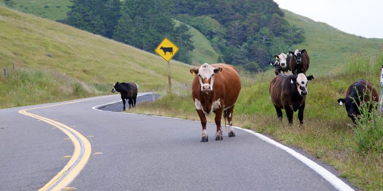 La Jefatura de Policía  de Tacuarembó comenzará con la fiscalización sobre la tenencia responsable de animales 