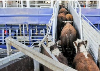 Exportación en pie será la más numerosa desde 2018