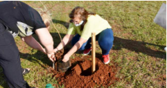 Mañana habrá una plantación de árboles en los Centros de Barrios