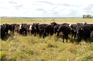 Regreso de Brasil a China sin impacto inmediato sobre el mercado ganadero uruguayo
