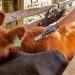 Servicios Ganaderos suspendió preventivamente una vacuna para el control de brucelosis bovina