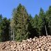 Forestales deberán eliminar plantaciones a menos de 200 metros de centros poblados