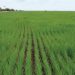 3.500 hectáreas de arroz comprometidas con el riego en el norte del país