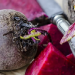 ¿Quieres tener una piel de durazno? Este vegetal puede ser la respuesta