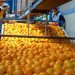Frutura LLC, Compañía Norteamericana compró Activos de Citrícola Capputto de Salto.