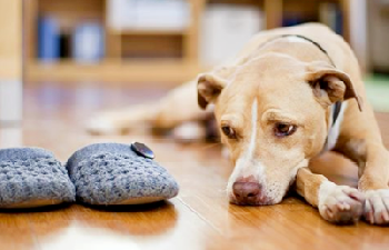 Está comprobado: los perros también experimentan un duelo cuando muere otro perro