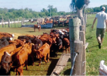 El Hotel de terneros en Liga de Guichón ya cuenta con medio millar de animales