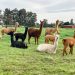 Llamas y alpacas en Uruguay, la opción de cuidar las majadas como de producir lana de calidad