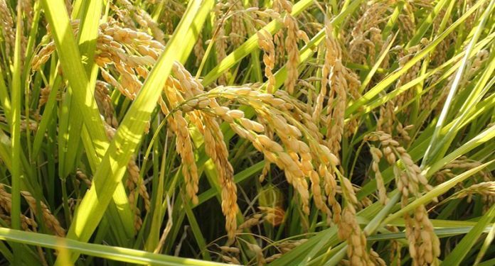 Ya se ha cosechado el 87% del área arrocera