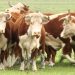 Firmeza para el gordo y expectativa en el mercado de reposición