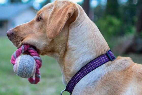 Mantén sano el corazón de tu perro