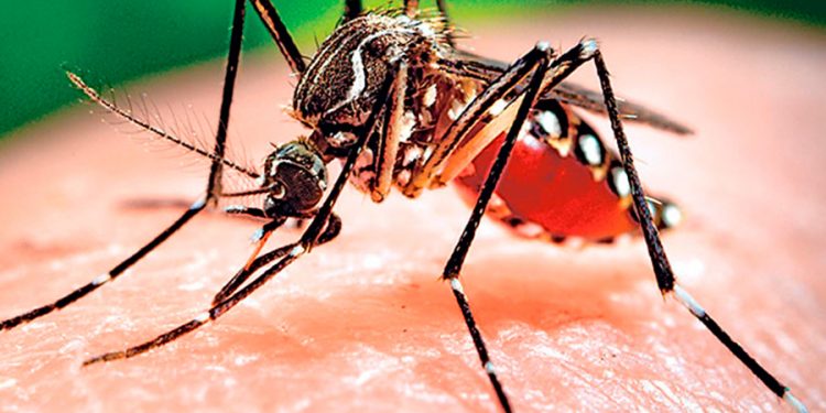 Campaña contra dengue 