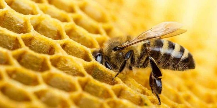 Hoy es el Día Mundial de las Abejas