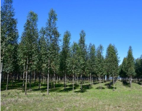 Oportunidades y retos para el sector forestal del sureste