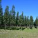 Oportunidades y retos para el sector forestal del sureste