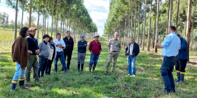 Diputado Rafael Menéndez: Es posible forestar sin desplazar la ganadería
