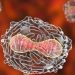 La OMS hizo un llamamiento a la colaboración regional y a no repetir errores de coronavirus