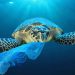 Cuidar de mares y sus especies es una responsabilidad global