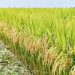 Zafra de arroz 2021-2022 fue la segunda más productiva de la historia en el país