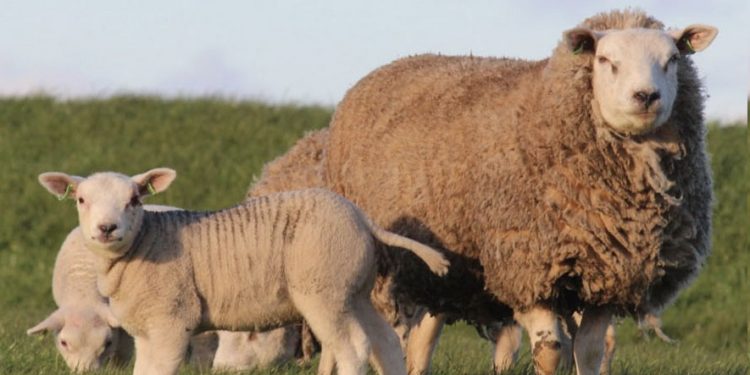 Uruguay hizo su mayor exportación de vientres y reproductores Texel a Paraguay