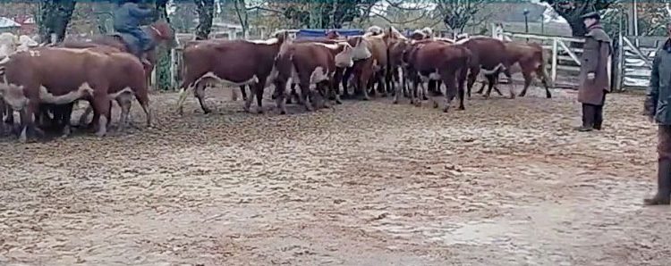 Ni la lluvia y el viento hicieron mella en los precios que se mantienen firmes y los ganados demandados