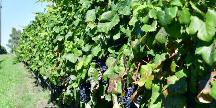 Más del 18% de la uva para vino cosechada en la vendimia 2022 recibió nueva certificación de producción sostenible