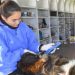 Jornada de castraciones y chipeo de perros hoy en Paso de los Toros