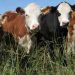Creadores de la primera vacuna uruguaya contra garrapatas buscan abaratar costos y obtener aprobación