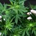 ¿Cómo es una ronda de negocios en la industria del cannabis?