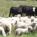 Estabilidad del rodeo vacuno y un leve crecimiento del rodeo ovino indicarían las cifras de Dicose