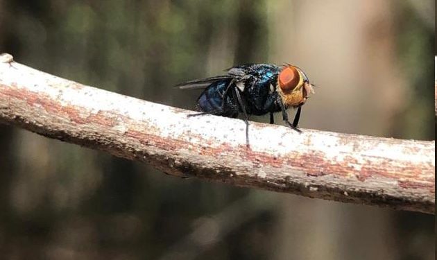 Presentaron el fideicomiso para la erradicación de la mosca de la bichera y surgieron críticas