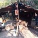 Acampaban en campo privado, y cazaban para vender en Tacuarembó