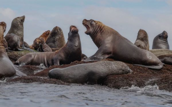 NatGeo se reunió con Lacalle Pou y le propuso crear dos áreas marinas protegidas