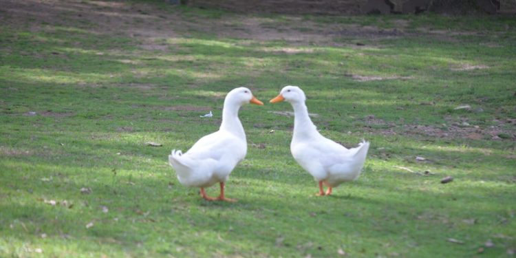 En vacaciones de primavera visita la Reserva López Lomba 