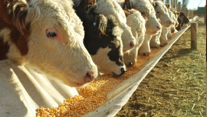 Guigou (ADP): el diesel renovable empujará a la canola en Uruguay; negocio del corral es un «camino sin retorno»