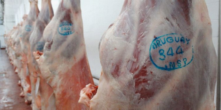 Ovinos de carcasas pesadas no tienen colocación