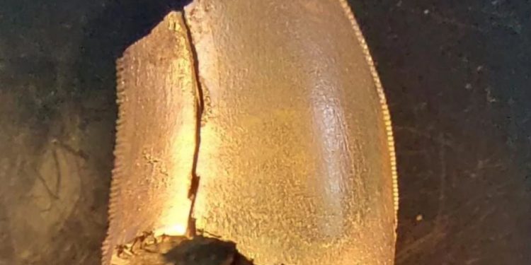 Hallan una nueva familia de dinosaurios que habitó en Uruguay hace 150 millones de años