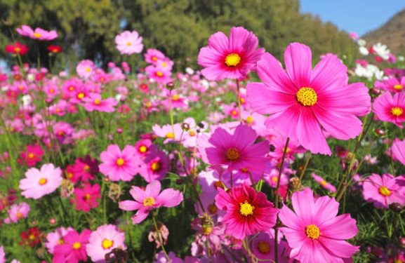 Jardinería: Tiempo de plantar bulbos de floración veraniega y especies vivaces