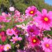 Jardinería: Tiempo de plantar bulbos de floración veraniega y especies vivaces
