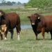Zafra de toros finaliza con resultados positivos