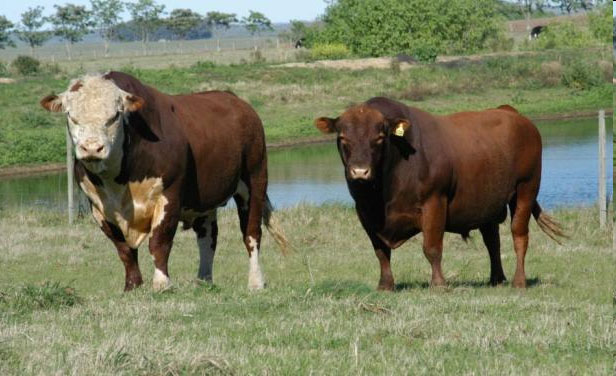 Zafra de toros finaliza con resultados positivos
