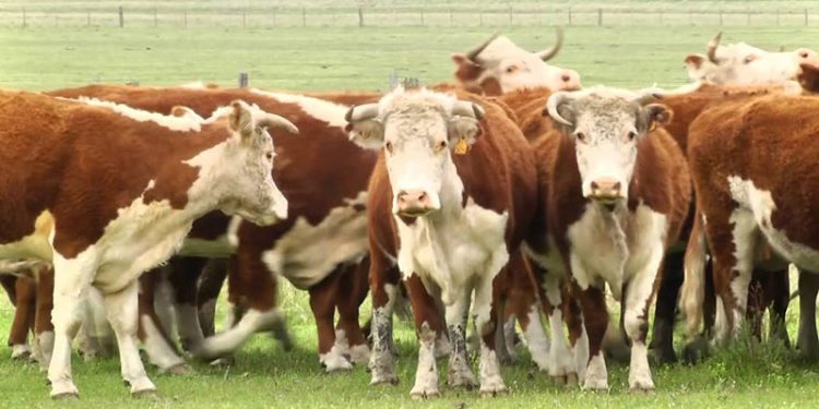 Demanda ágil y lluvias apuntalan el mercado ganadero