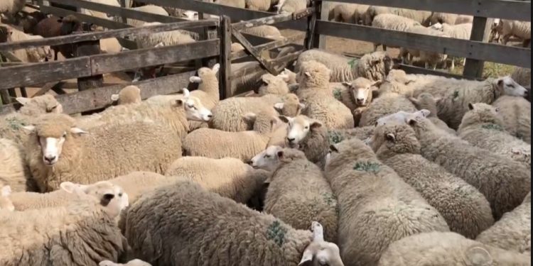 Baja en precios del ovino en Brasil enlentece negociación para la exportación en pie por la frontera Artigas-Quaraí