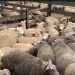 Baja en precios del ovino en Brasil enlentece negociación para la exportación en pie por la frontera Artigas-Quaraí
