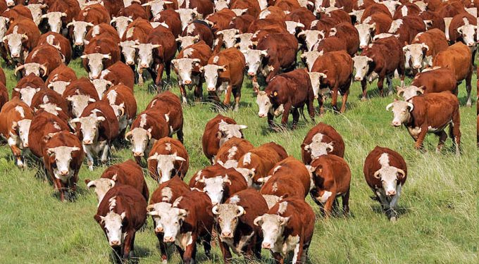 Uruguay: El 50% de las emisiones agropecuarias de metano provienen de la ganadería