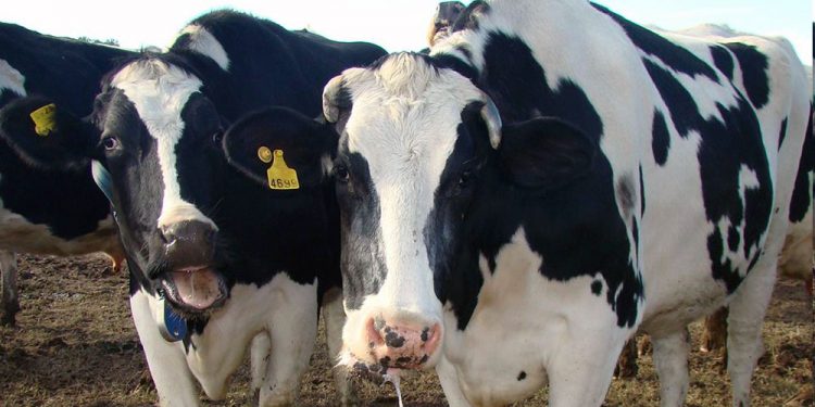 Ante ola de calor, desde INIA se recomienda tener “mucho cuidado” y “prever” medidas en corrales y tambos