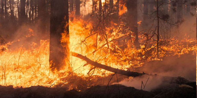 Sinae publicó recomendaciones para prevenir incendios forestales