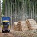 «La cadena forestal funciona muy bien y cuando se la conoce sorprende mucho»
