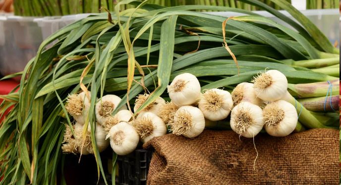 El ajo, un ingrediente beneficioso para la salud